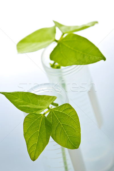 GM plant seedlings in test tubes Stock photo © elenaphoto