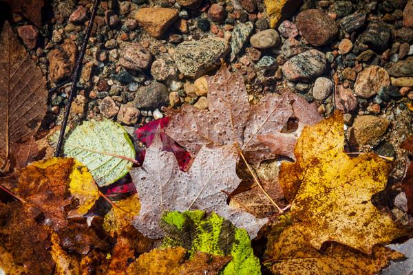 Stock photo: Fall leaves in water
