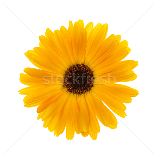 Calendula flower Stock photo © elenaphoto
