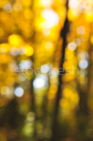Сток-фото: осень · зеленый · природного · из · Focus · осень