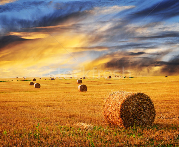 Złoty wygaśnięcia gospodarstwa dziedzinie siano niebo Zdjęcia stock © elenaphoto