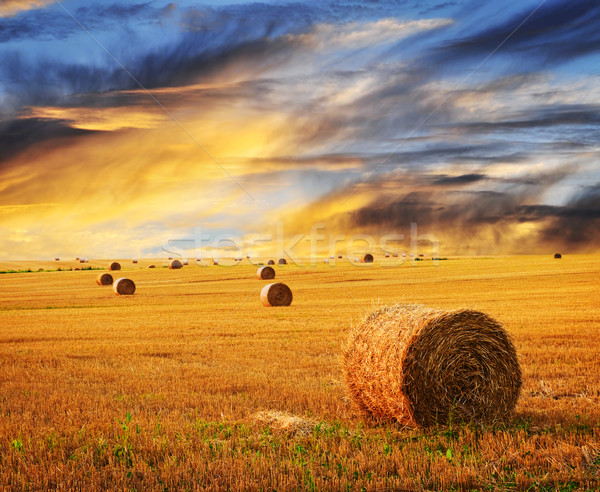 Golden sunset over farm field Stock photo © elenaphoto