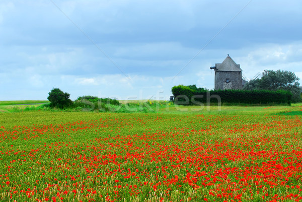 Windmill and poppy field Stock photo © elenaphoto