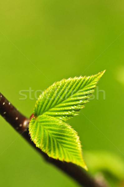 Stok fotoğraf: Yeşil · bahar · yaprakları · yeni · hayat · temizlemek · çevre