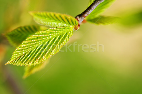 Groene voorjaar bladeren schone milieu Stockfoto © elenaphoto