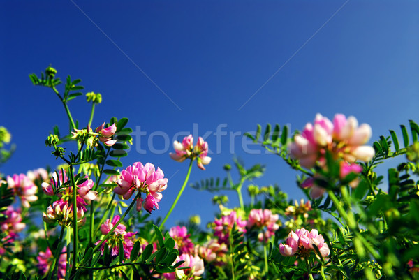 Sommer Wiese Blüte rosa Blumen Krone Stock foto © elenaphoto