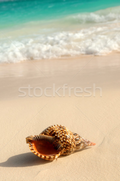 Muschel ocean Wave sandigen tropischen Strand Natur Sommer Stock foto © elenaphoto