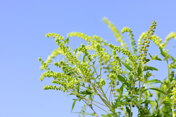 Ragweed plant Stock photo © elenaphoto