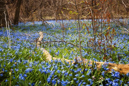 Carpet of blue flowers in spring forest Stock photo © elenaphoto