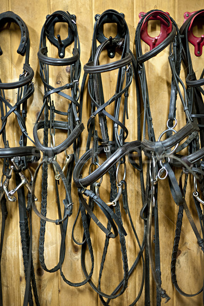 Cavalo enforcamento estável couro parede preto Foto stock © elenaphoto