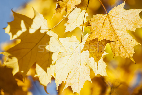 Glowing fall maple leaves Stock photo © elenaphoto