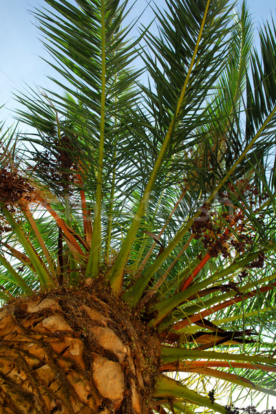 Palm tree canopy Stock photo © elenaphoto