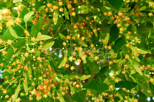 Blooming linden Stock photo © elenaphoto
