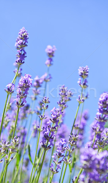 Stock photo: Lavender blooming in a garden