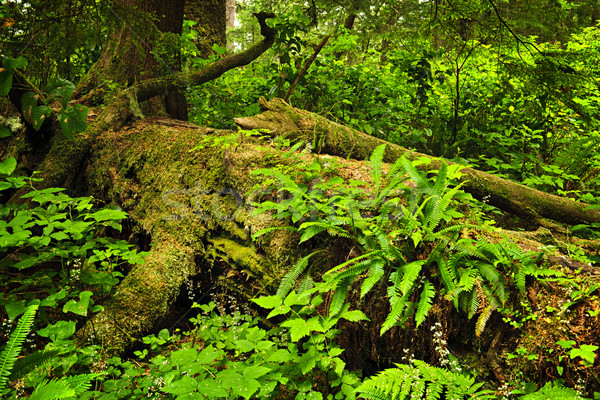 Bereketli Rainforest yemyeşil bitki örtüsü ağaç rainforest Stok fotoğraf © elenaphoto