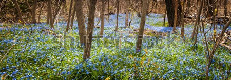 Carpet of blue flowers in spring forest Stock photo © elenaphoto