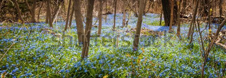 Teppich blau Blumen Frühling Wald Panorama Stock foto © elenaphoto