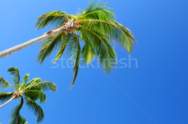 Palms on blue sky background Stock photo © elenaphoto