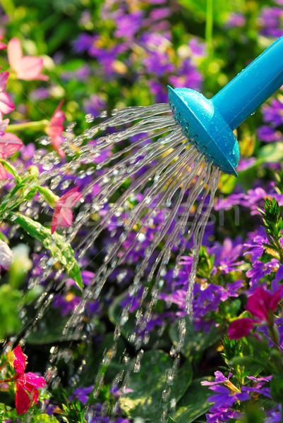 Locsol virágok közelkép víz áramló locsolókanna Stock fotó © elenaphoto