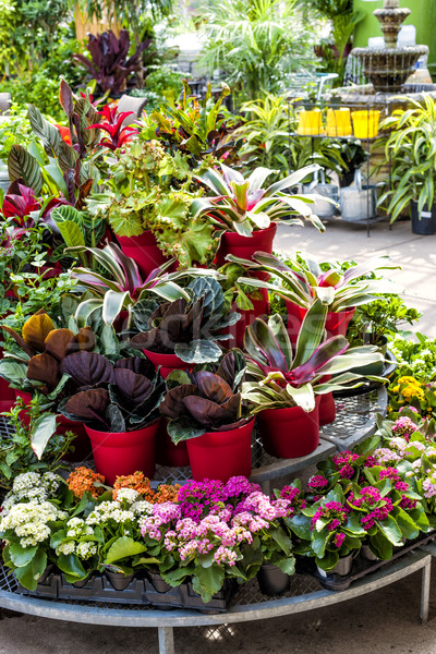 Foto stock: Plantas · venta · vivero · planta · tienda · muchos