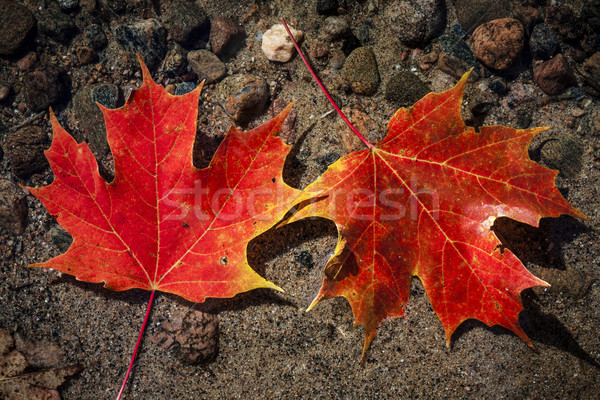 Maple leaves in water Stock photo © elenaphoto