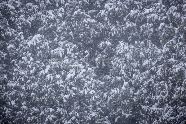 Neve coberto árvores árvore fundo beleza Foto stock © elenaphoto