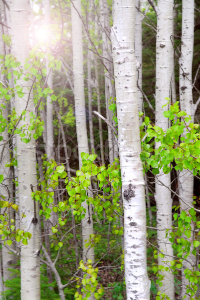 Aspen grove Stock photo © elenaphoto