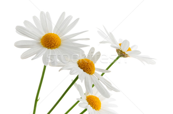 Gänseblümchen weiß Gänseblümchen Blumen isoliert Hintergrund Stock foto © elenaphoto