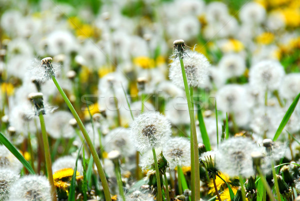 Seeding dandelions Stock photo © elenaphoto