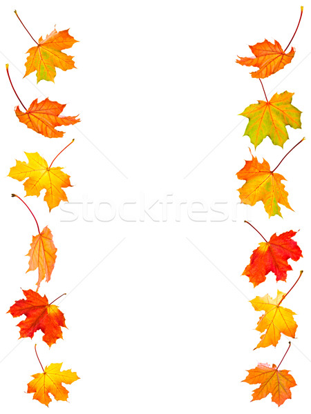 Fallen Ahorn Blätter Hintergrund isoliert weiß Stock foto © elenaphoto