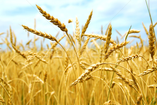 Cereale câmp galben gata recoltare crestere Imagine de stoc © elenaphoto