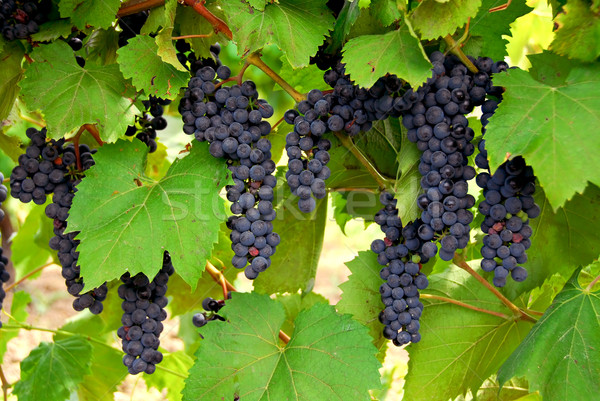 Zdjęcia stock: Winogron · rozwój · winorośli · owoców · niebieski