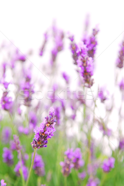 Lavender Stock photo © elenaphoto