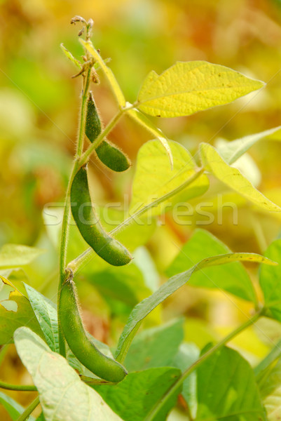 Soybeans Stock photo © elenaphoto