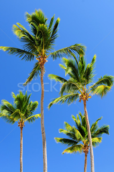 Stock photo: Palms on blue sky background