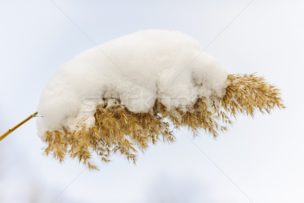 Winter reed under snow Stock photo © elenaphoto