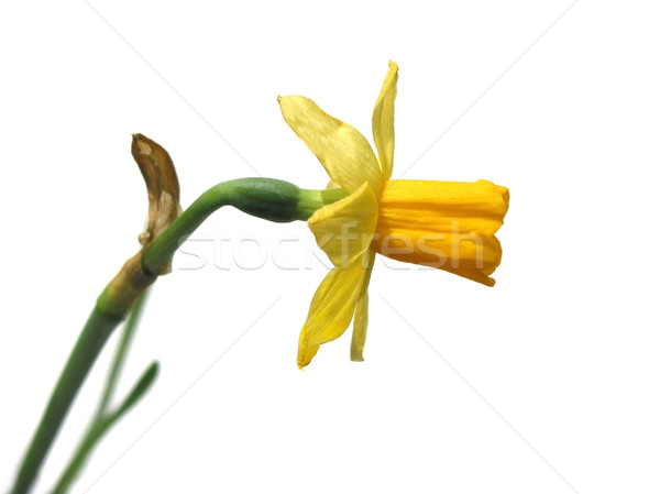 Daffodil on white Stock photo © elenaphoto