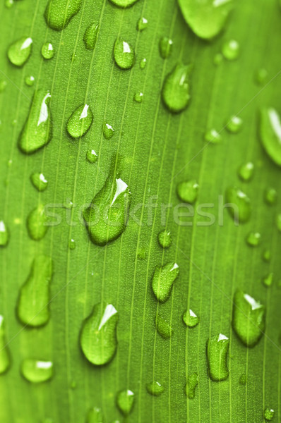 Green leaf Regentropfen natürlichen grünen Anlage Blatt Stock foto © elenaphoto