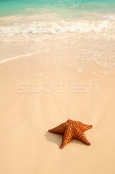 Starfish океанская волна песчаный тропический пляж пляж рыбы Сток-фото © elenaphoto