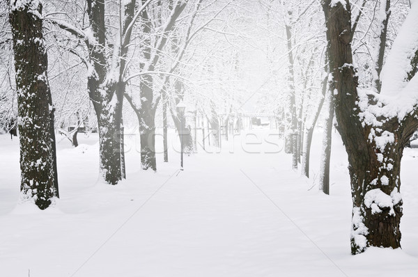 Foto d'archivio: Corsia · inverno · parco · neve · coperto · alberi