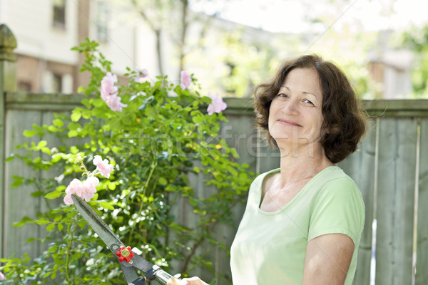Senior woman pruning rose bush Stock photo © elenaphoto