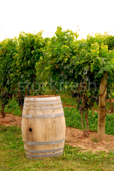 Wine barrel at vineyard Stock photo © elenaphoto