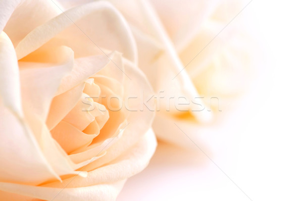 Foto d'archivio: Beige · rose · due · alto · chiave · macro