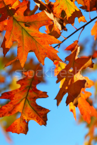 Fall oak leaves Stock photo © elenaphoto