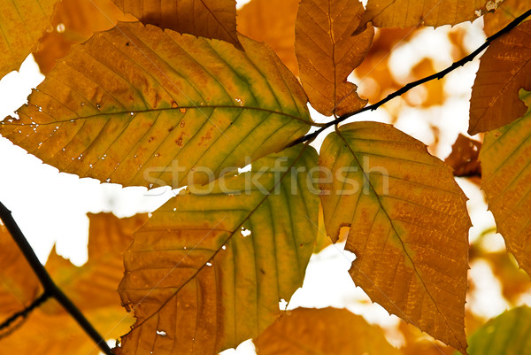 Autumn leaves Stock photo © elenaphoto