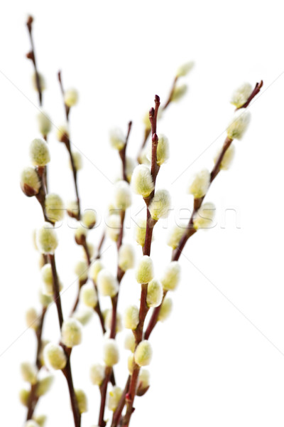 Primăvară păsărică salcie izolat alb Imagine de stoc © elenaphoto