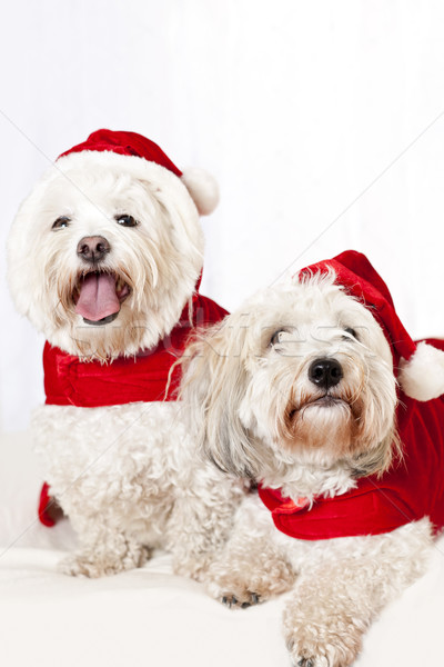 Two cute dogs in santa outfits Stock photo © elenaphoto