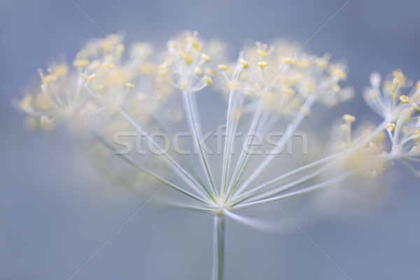 Kwitnienia makro herb rozwój Zdjęcia stock © elenaphoto