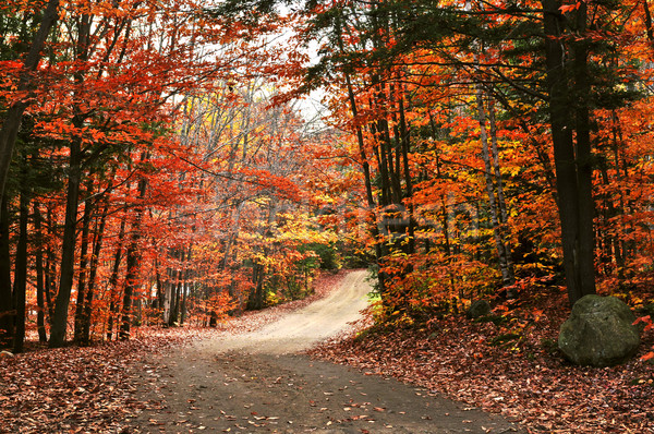 ősz tájkép út nyom csoport színes Stock fotó © elenaphoto