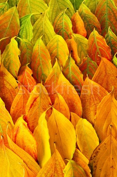 Autumn leaves background Stock photo © elenaphoto